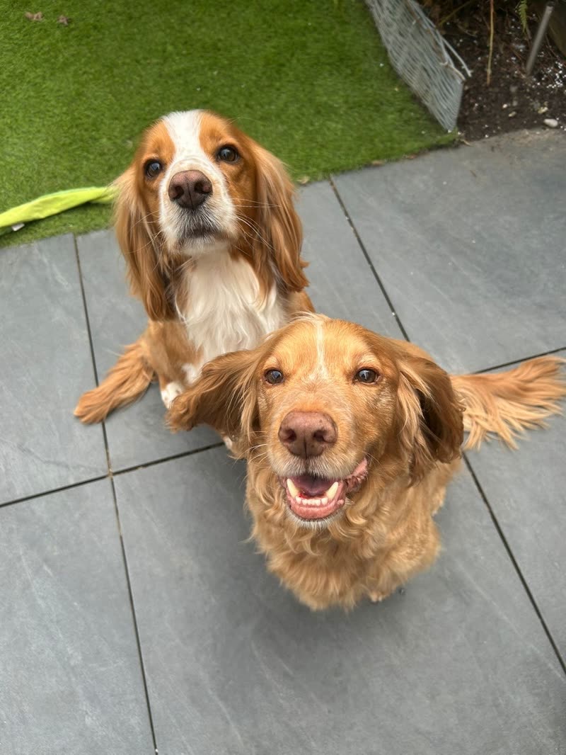 Two cocker spaniels on the patio after a groom at Bubbles and Bark, Embleton Road