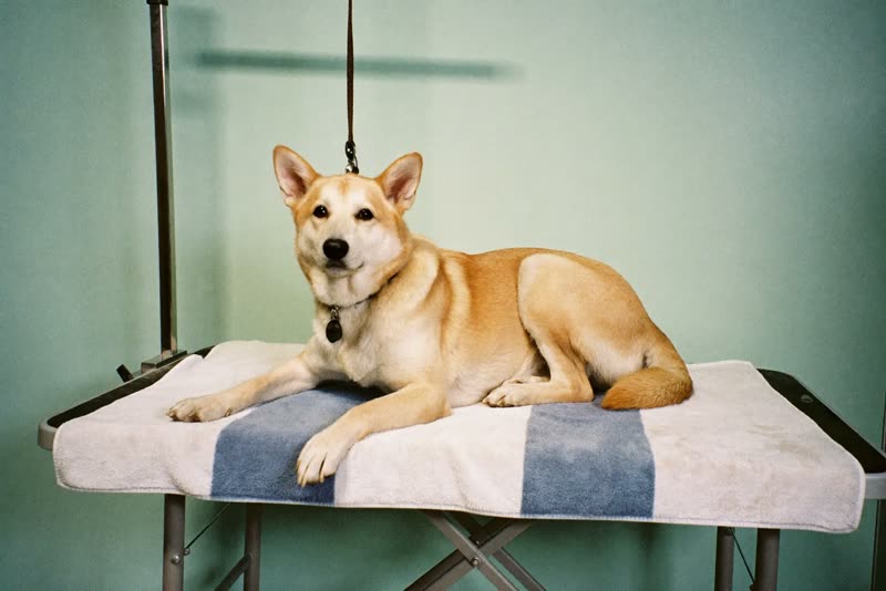 A dog resting on a towel after being washed