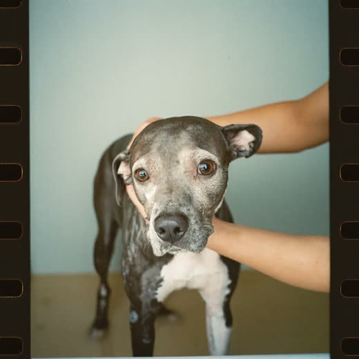 A dog being lathered in a shallow grooming bath