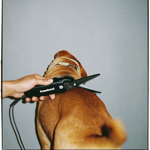 Electric clippers being run along a dog's back