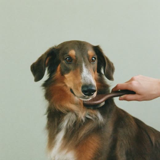 A slicker brush working through a long-haired dog's coat