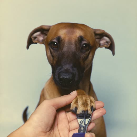 A dog's paw held for a nail trim