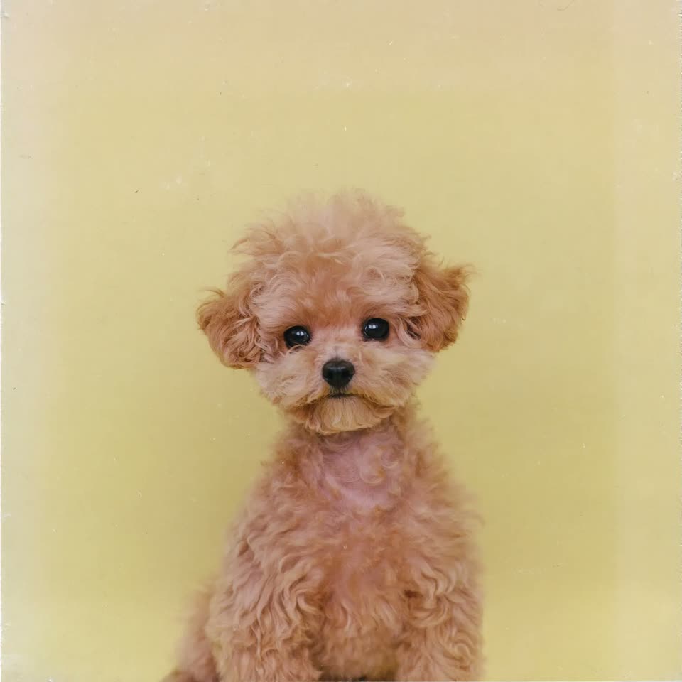 A trimmed poodle-cross puppy against a plain pastel backdrop